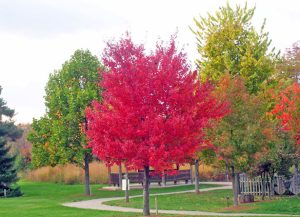 Why You Should Buy a Maple Tree