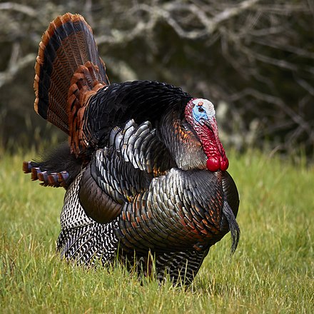 A male wild turkey (Meleagris gallopavo) strutting at Deer Island Open Space Preserve near Novato, Marin County, California