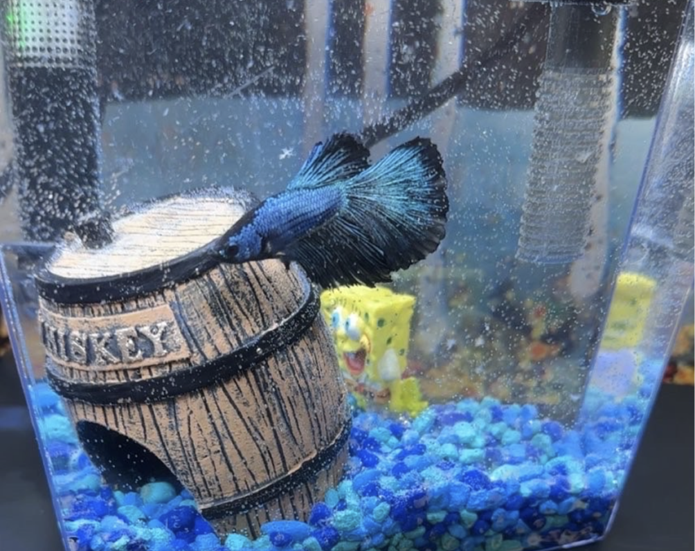 Desmo swimming in his fish tank in Mrs. Eckler's classroom. 