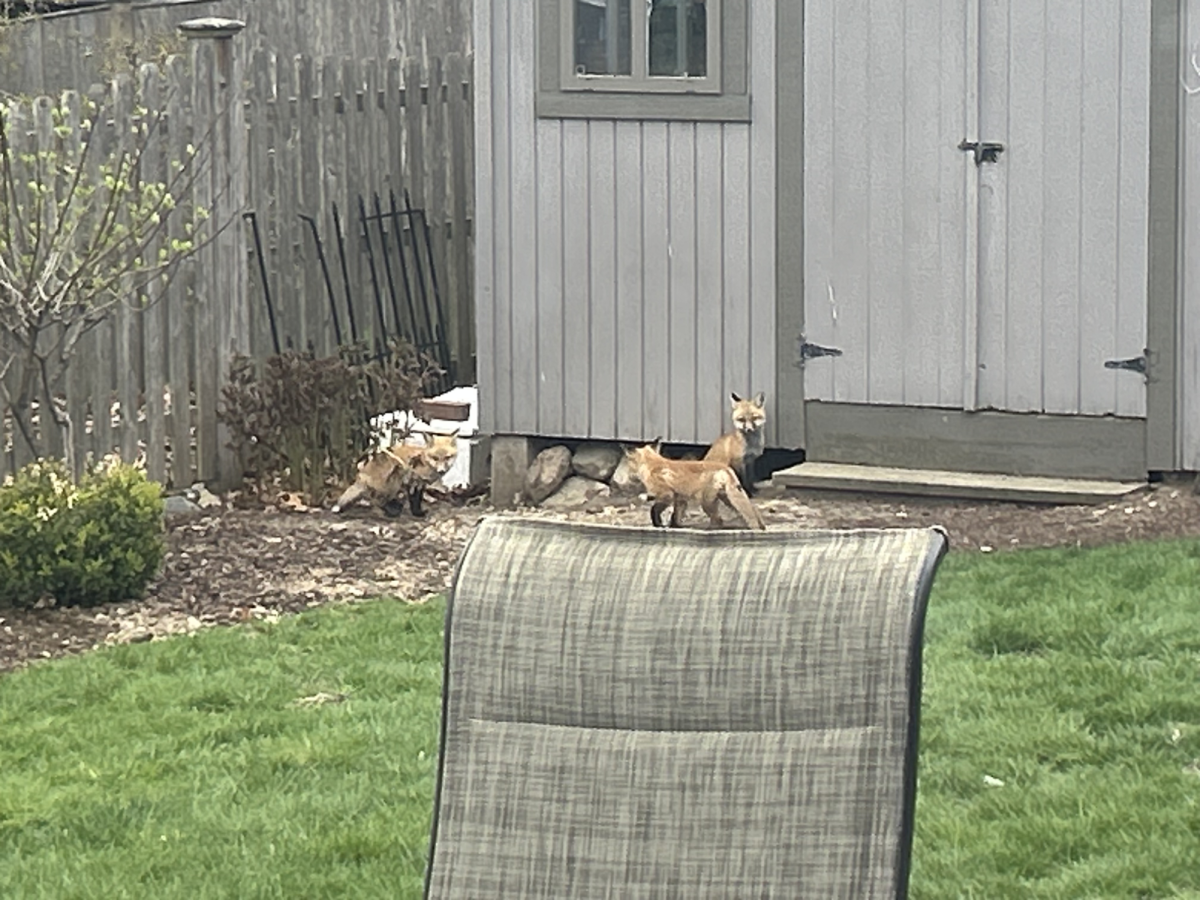 Braintree High student, Kevin Sloane, lives with foxes in his backyard.